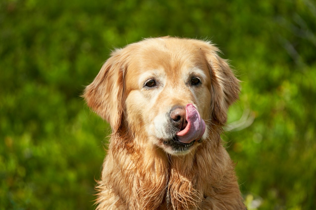 A golden retriever on a lawn, licking its nose