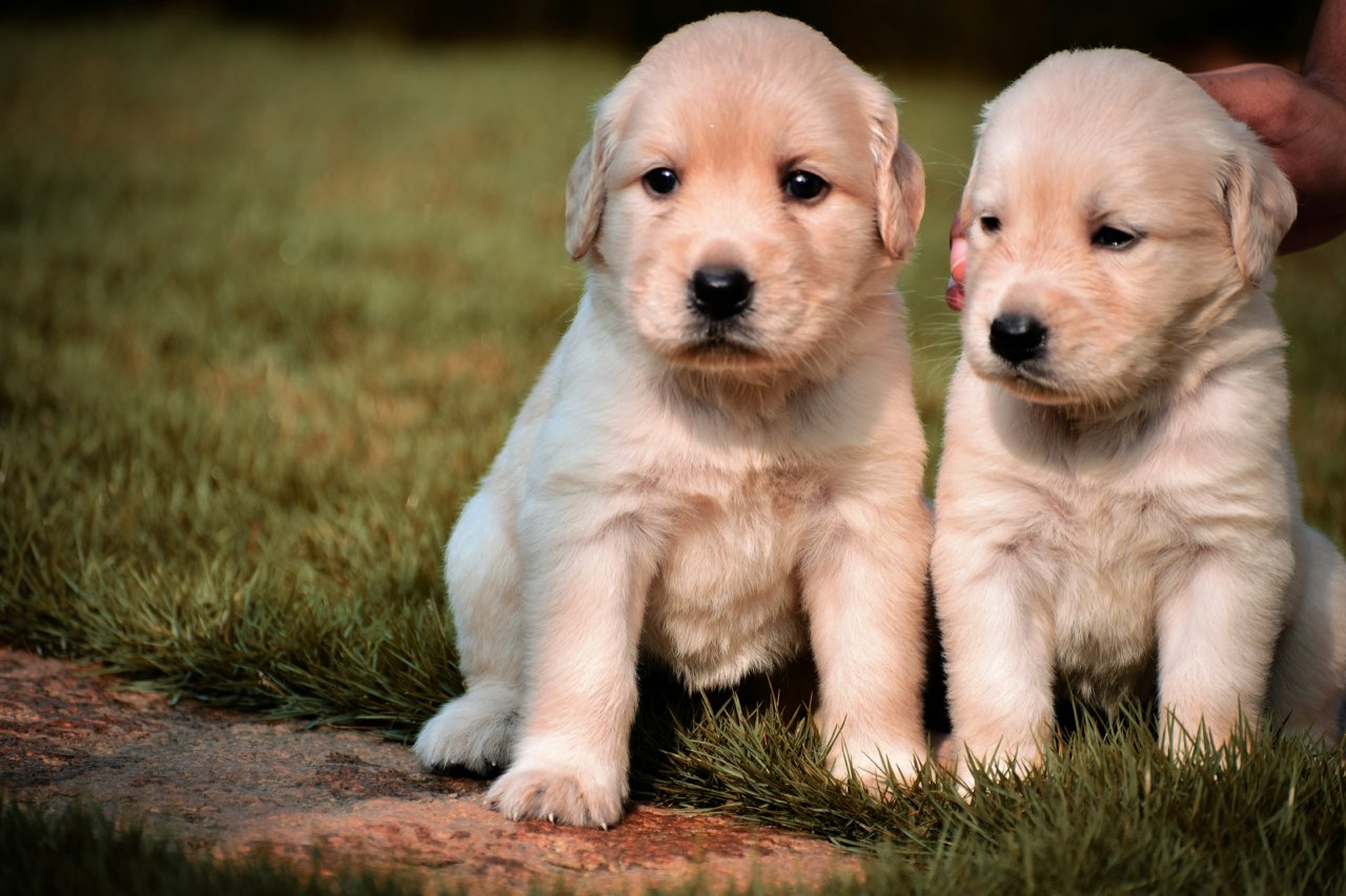 Two golden retriever puppies sitting on the grass