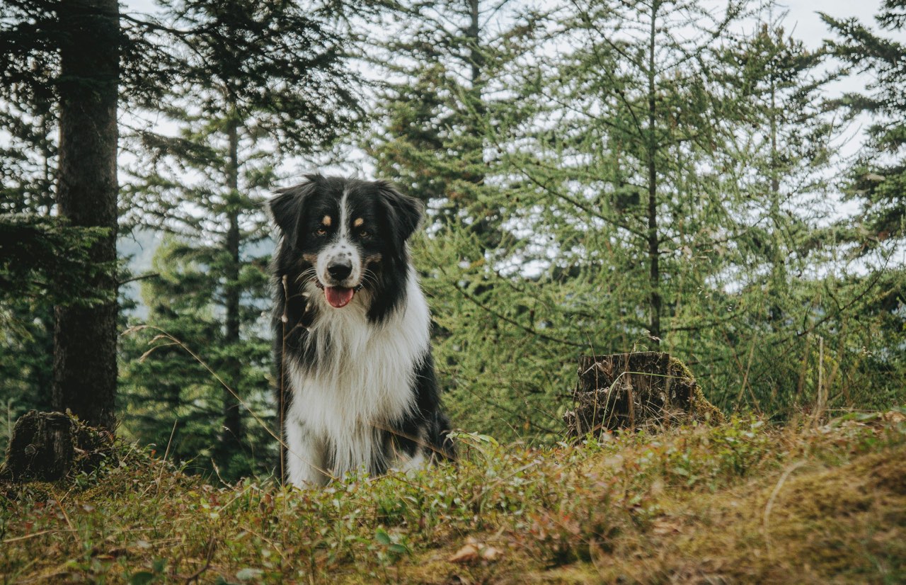 A black and white border collie sitting in a pine forest