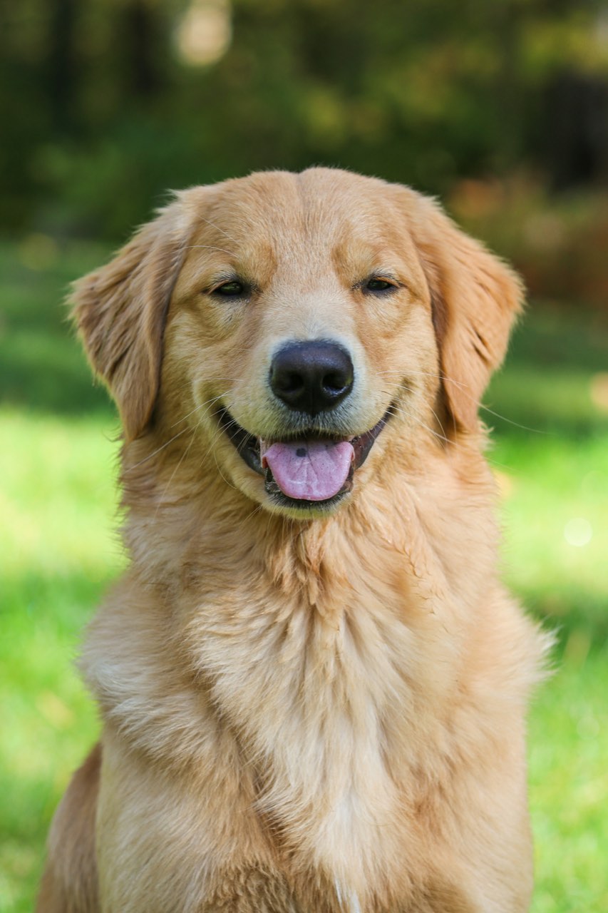 A golden retriever sitting in the grass, looking up at the camera