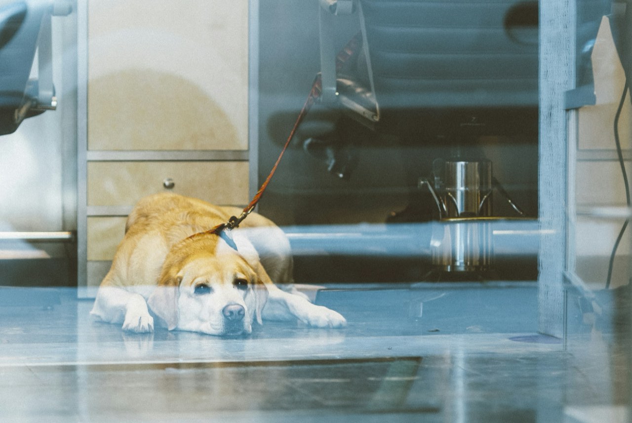 A yellow Labrador lying on the clinic floor, looking up at the camera