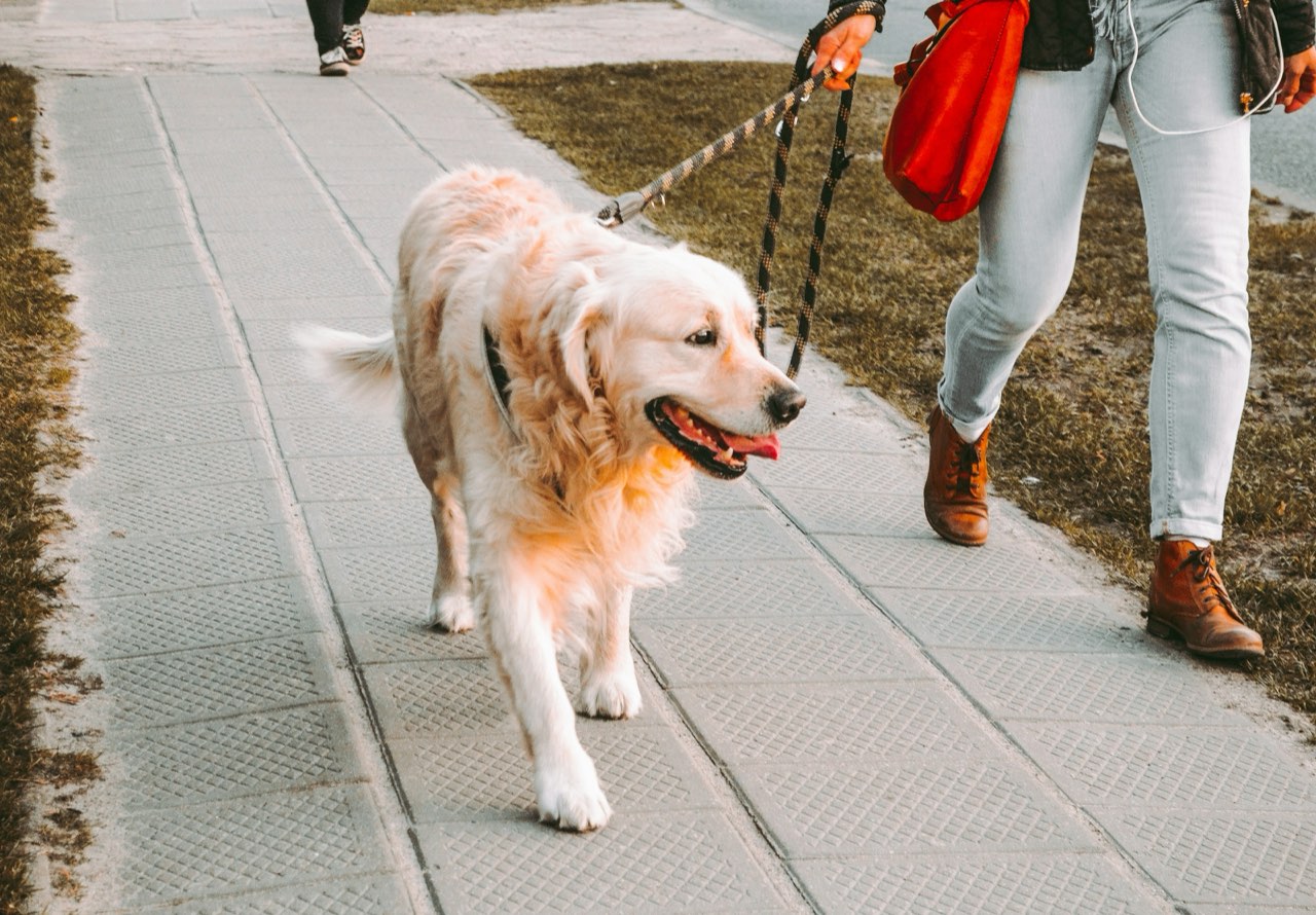 A golden retriever walking beside its owner on the pavement