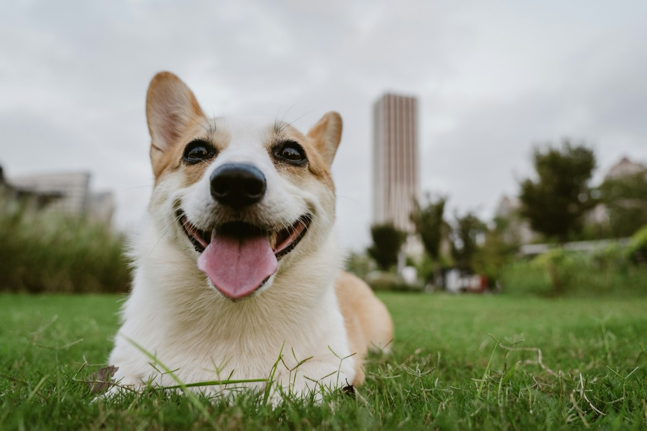A corgi lying on the grass, mouth open in what looks like a grin