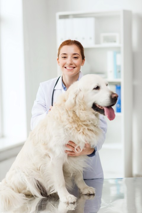 A dog held steady on the exam table