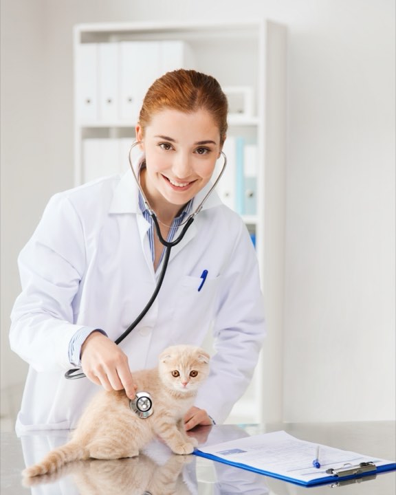 A kitten held gently on the table while a stethoscope is placed on its chest