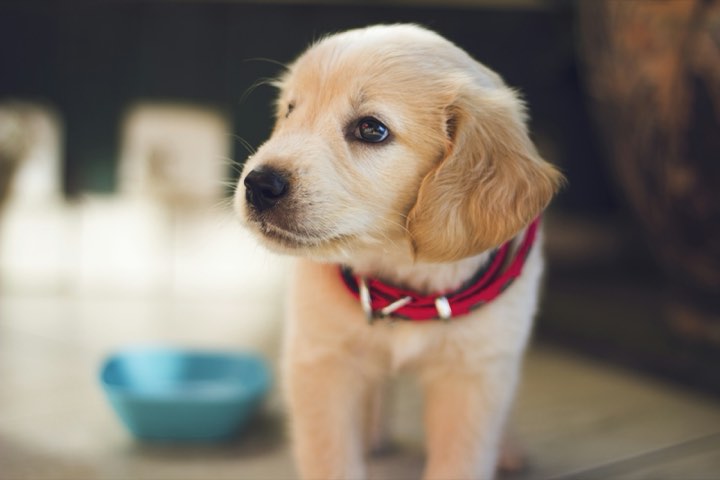 A golden puppy in a red collar beside a water bowl