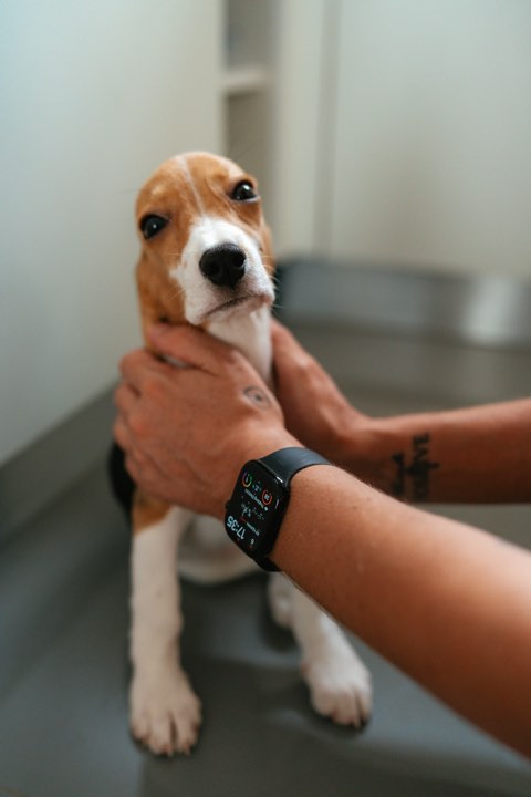 Two hands gently holding a beagle puppy’s head