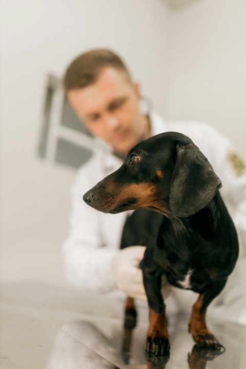 A vet examining a black and tan dachshund