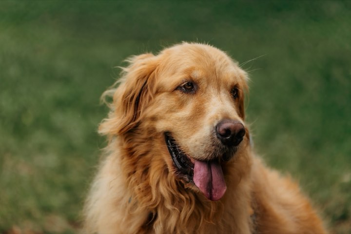 A golden retriever on the grass, tongue out