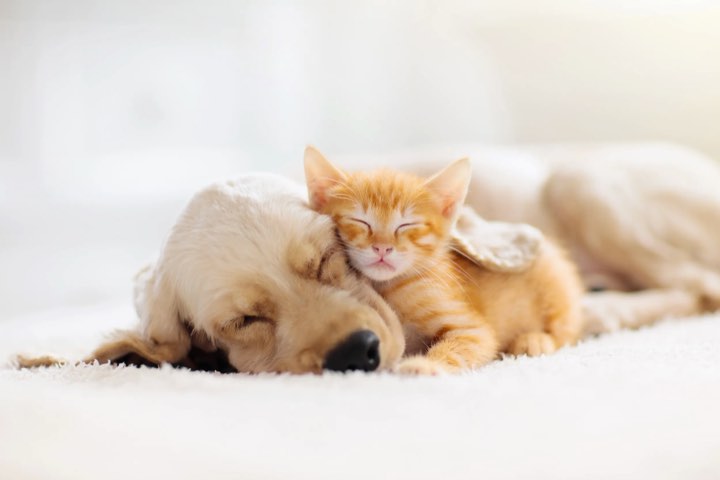 A sleeping puppy and a ginger kitten curled up together on a white blanket