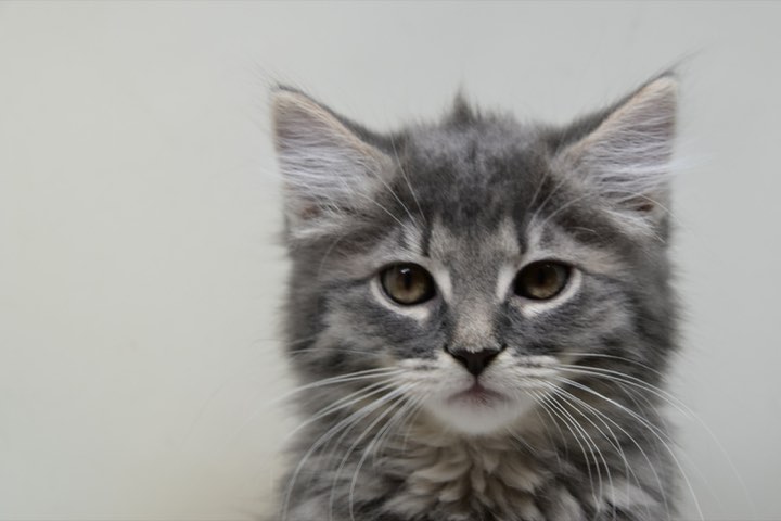 A small grey kitten looking straight ahead