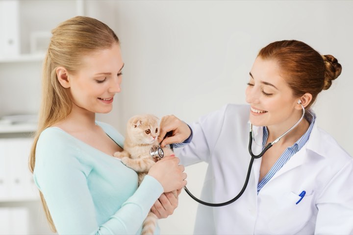 A white kitten being listened to with a stethoscope