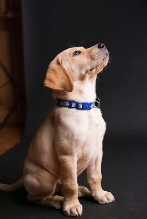 A yellow Labrador puppy in a blue collar, looking up
