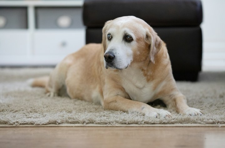 An older yellow Labrador resting on a carpet