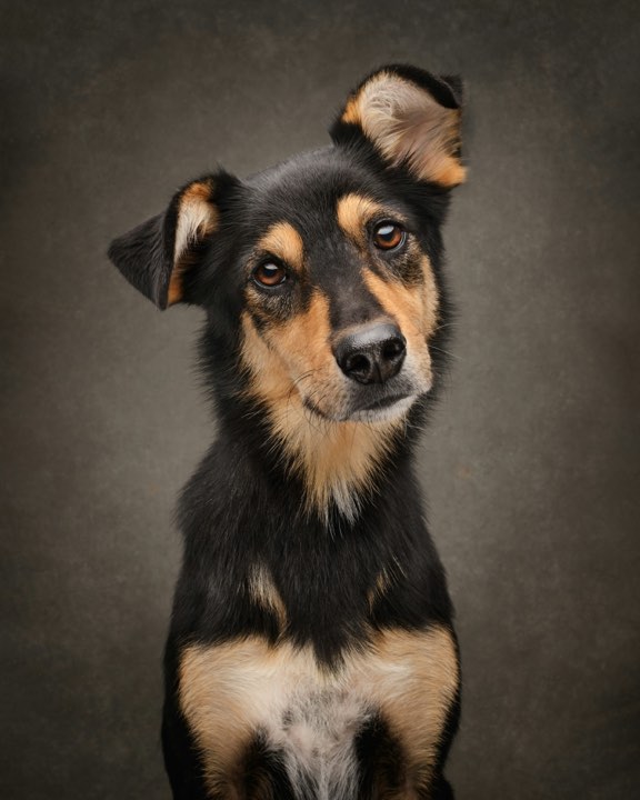 A young black and tan dog with its head tilted