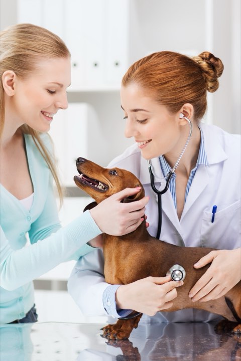 A vet examining a black and tan dachshund on the table