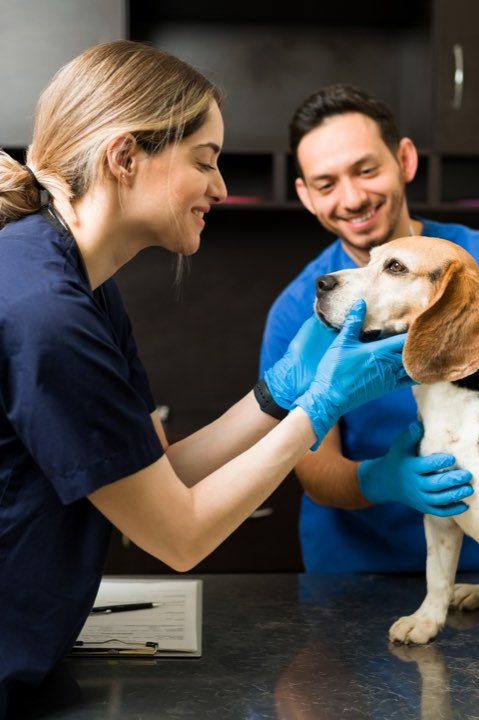 A beagle puppy held gently by the head