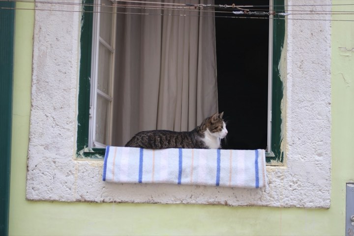 A tabby cat resting on a windowsill