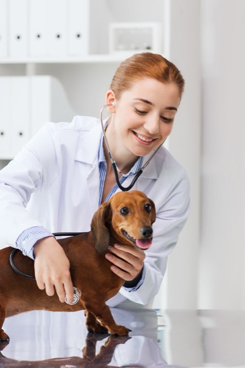 A vet examining a dachshund on the table