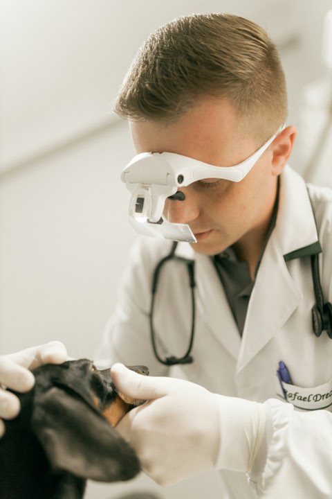 A vet checking a dachshund’s teeth