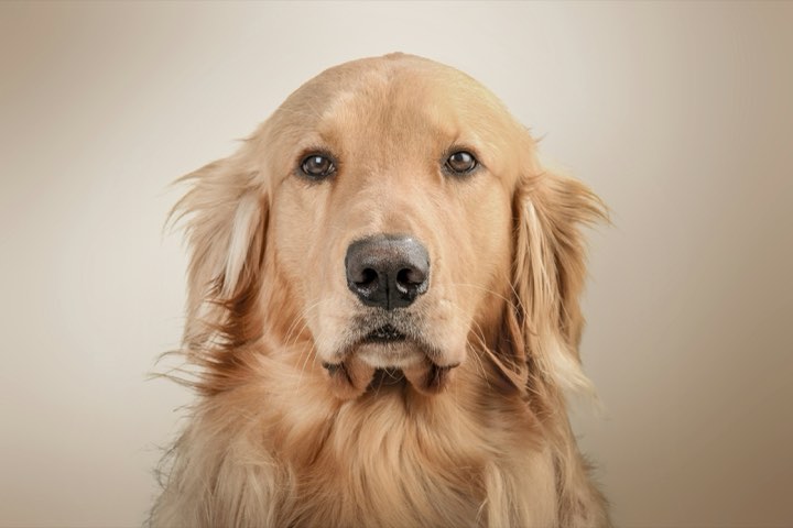 A golden retriever looking straight at the camera