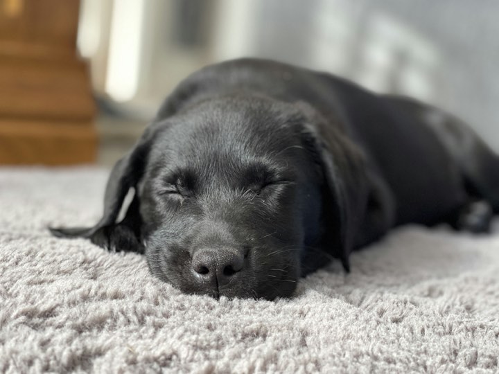 A black labrador asleep on a rug
