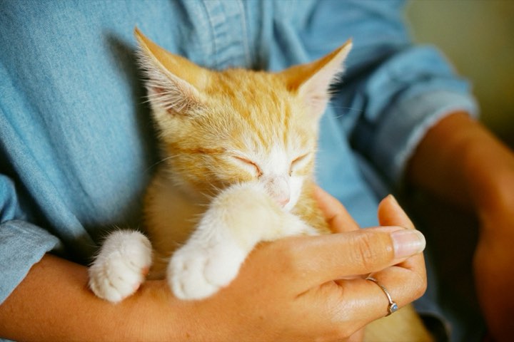 An orange tabby kitten held in two hands