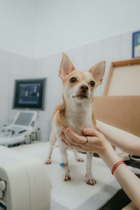A dog examined closely by the vet