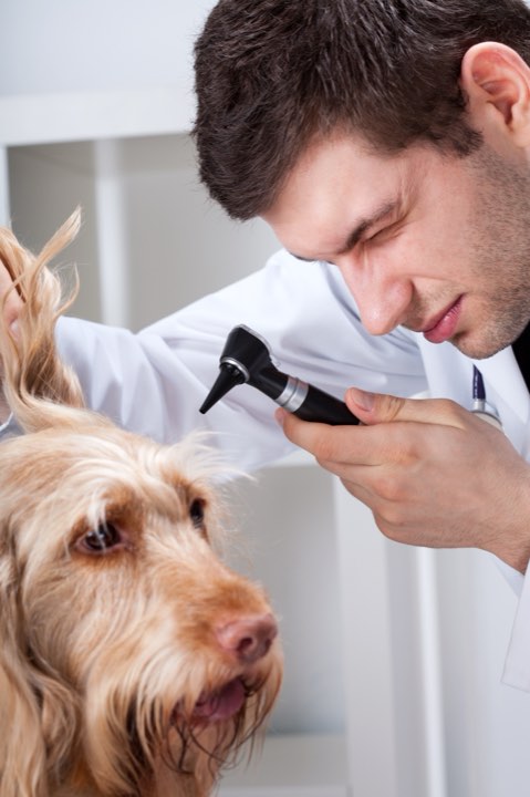 A veterinarian examining a dog's ear