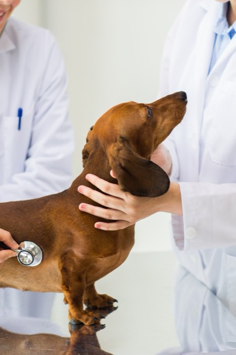 A veterinarian examining a black and tan dachshund