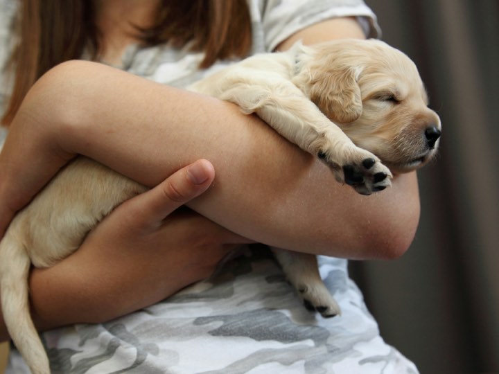 A golden retriever puppy asleep in someone’s hands