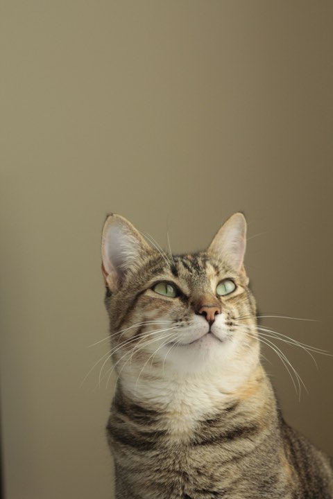 A brown and white tabby cat looking up