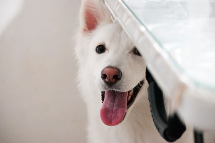 A happy white dog peeking out from under the exam table