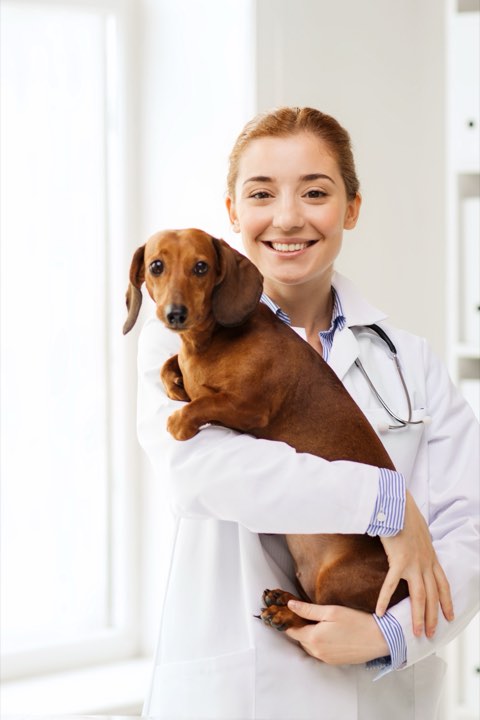 A veterinarian examines a black and tan dachshund on the table