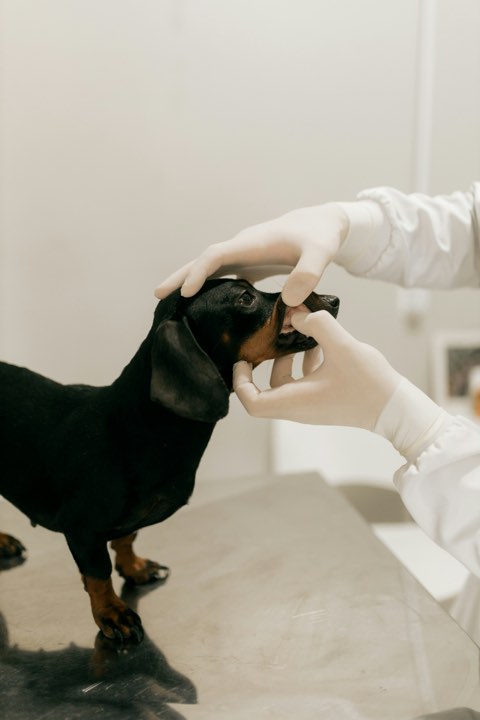 A veterinarian checks a black dachshund’s teeth