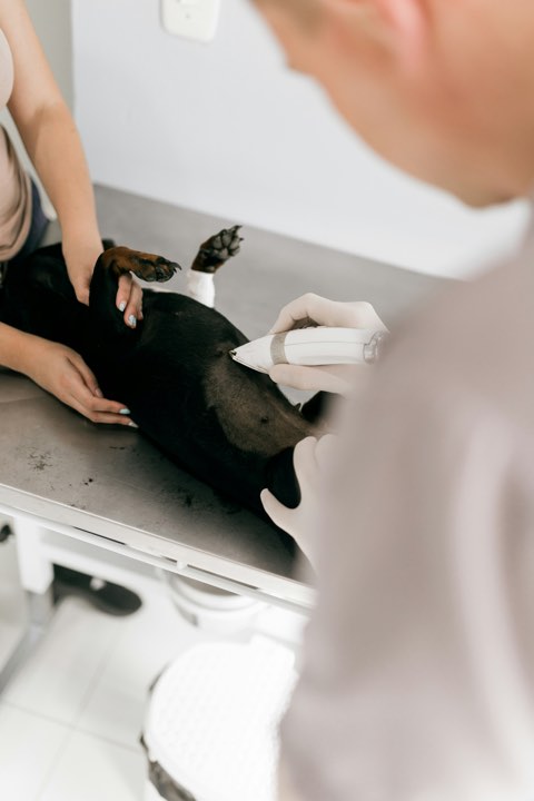 A veterinarian examines a dog on the examination table