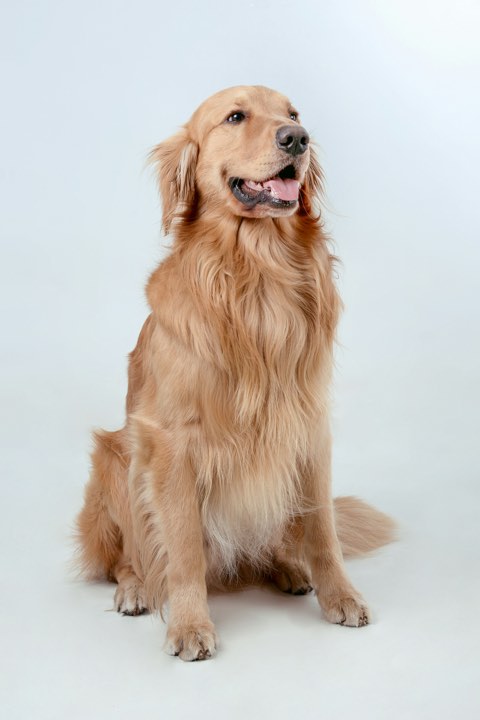 A golden retriever sitting and looking at the camera