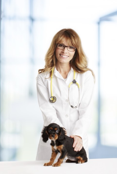 A dog getting a checkup with the vet