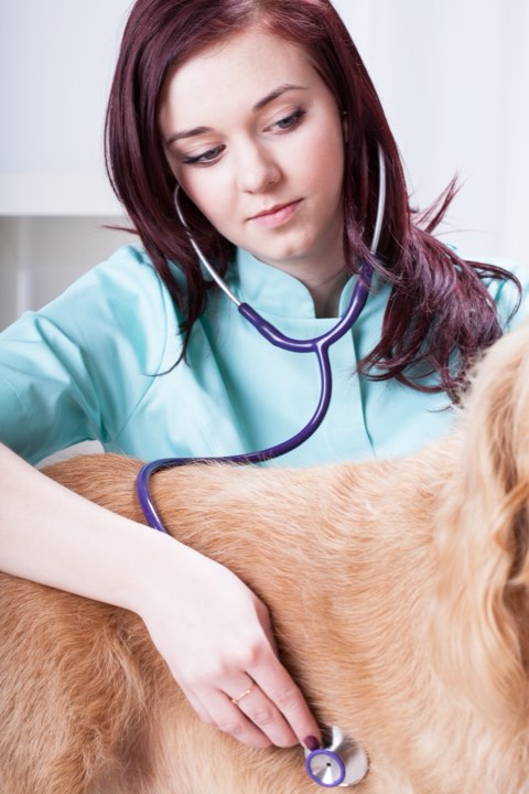 A veterinarian examines a dog with a stethoscope